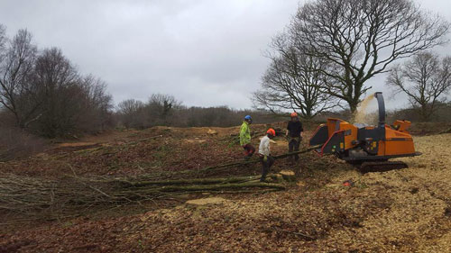 Clearing Hembury Fort of it's trees and scrub Hembury Fort HLS winter works 2015/16 by Hartwood Treeworks