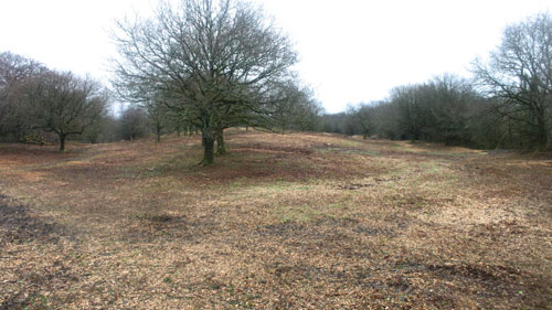 Now that a lot of the trees and scrub have been removed you can start to see Hembury Fort Hembury Fort HLS winter works 2015/16 by Hartwood Treeworks