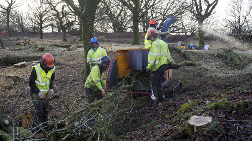 Clearing Hembury Fort of it's trees and scrub Hembury Fort HLS winter works 2015/16 by Hartwood Treeworks