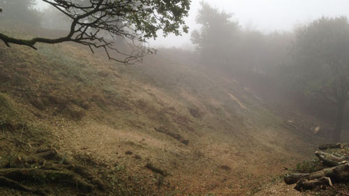 Clearing Hembury Fort of it's trees and scrub Hembury Fort HLS winter works 2016/17 by Hartwood Treeworks